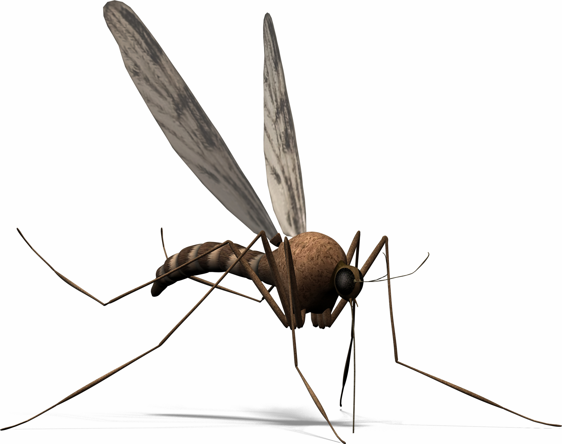 Guard Against Mosquito-borne Illnesses